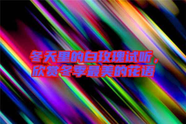 冬天里的白玫瑰試聽，欣賞冬季最美的花語(yǔ)