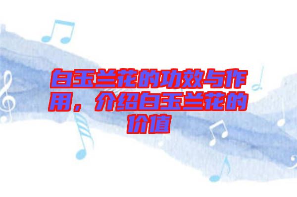 白玉蘭花的功效與作用，介紹白玉蘭花的價值