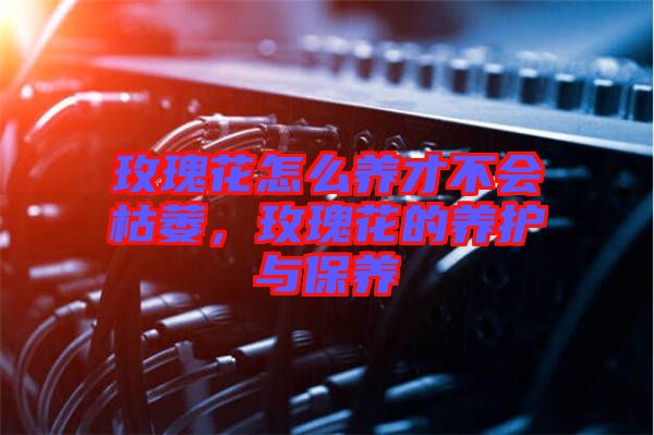 玫瑰花怎么養才不會枯萎，玫瑰花的養護與保養