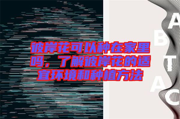 彼岸花可以種在家里嗎，了解彼岸花的適宜環(huán)境和種植方法