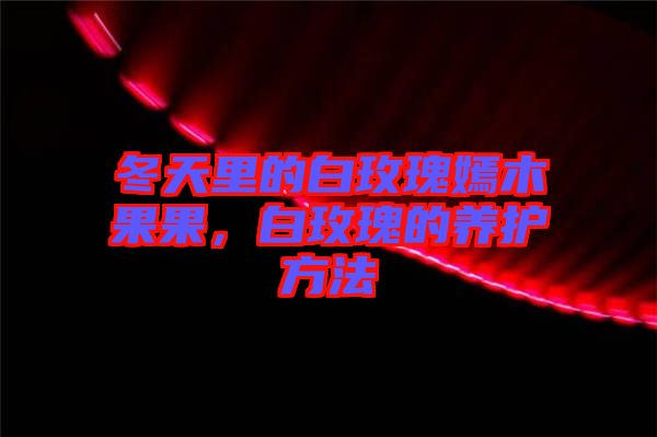 冬天里的白玫瑰嫣木果果，白玫瑰的養(yǎng)護(hù)方法