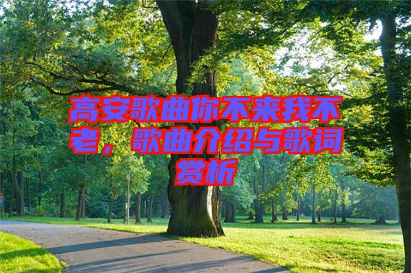 高安歌曲你不來我不老，歌曲介紹與歌詞賞析