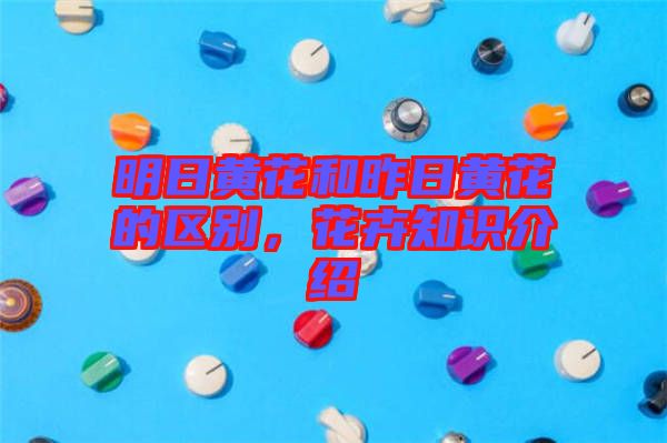 明日黃花和昨日黃花的區(qū)別，花卉知識介紹